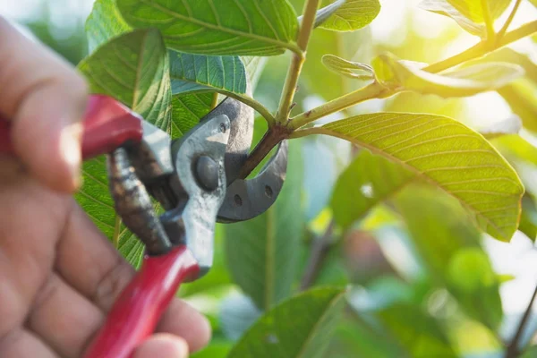 Jardinier élagage des arbres avec cisailles à élagage sur fond de nature. — Photo