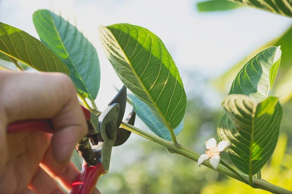 Gardener pruning trees with pruning shears on nature background. — Stock Photo, Image