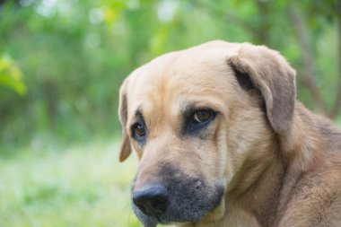 Zavallı evsiz köpek birine bir açık havada doğa ile seyir.