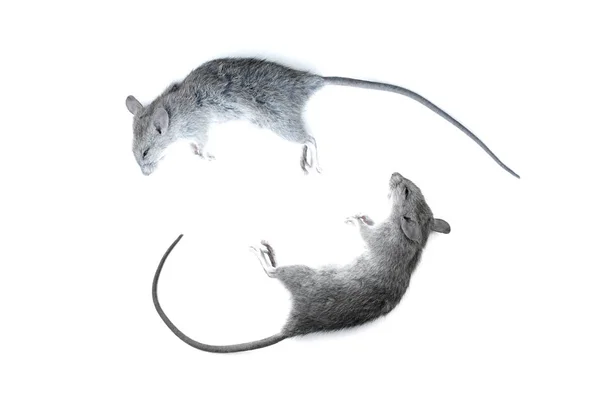 Bliska małych szczurów, myszy laboratoryjnych czarny na białym na białym tle. — Zdjęcie stockowe