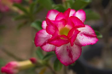 Doğa arka plan üzerinde kırmızı çiçek kadar kapatın.