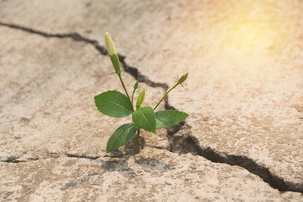 Jeune plante verte poussant sur le sol de ciment — Photo