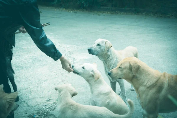 Žena dává bezdomovce psí žrádlo. Ženská ruka krmení psa. — Stock fotografie
