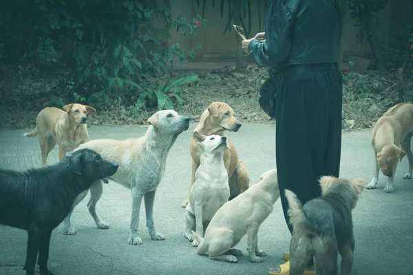 女性から食べ物を待っているホームレスの犬。女性の犬の餌. — ストック写真