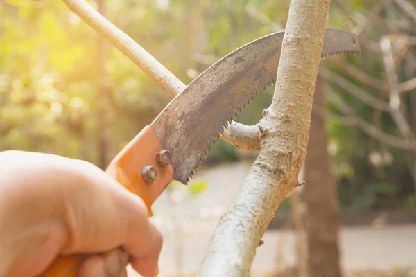 Tukang kebun memangkas pohon dengan gunting pemangkas pada latar belakang alam. — Stok Foto