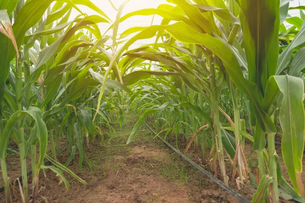 Morgensonnenaufgang über dem Maisfeld. Junges Bio-Maisfeld auf Bauernhof. — Stockfoto