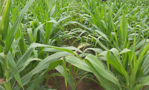 Nahaufnahme eines jungen Bio-Maisfeldes auf dem Bauernhof. — Stockfoto