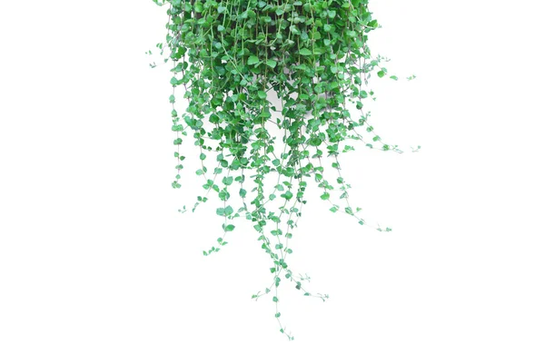 Grüne Topfpflanze im Topf isoliert auf weißem Hintergrund. — Stockfoto
