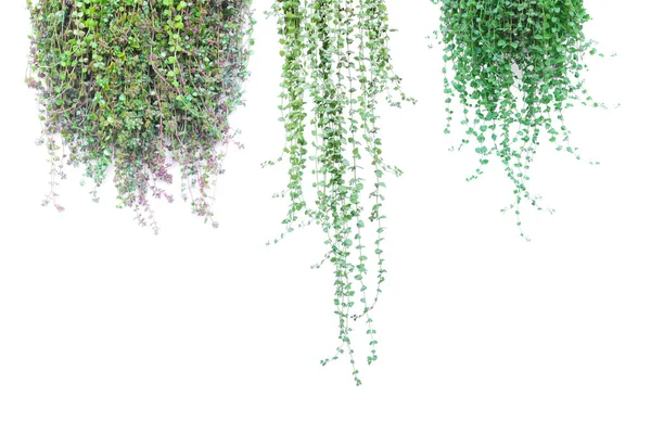 Beyaz arka plan üzerinde izole tencerede yeşil Saksılı bitki. — Stok fotoğraf