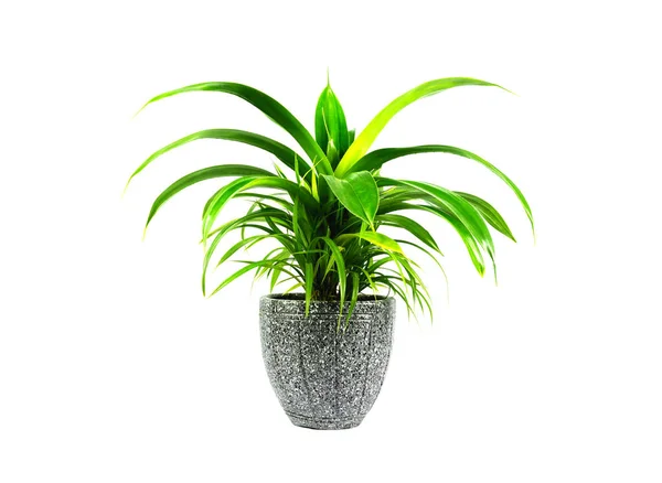 Green potted plant, trees in the cement pot isolated on white background. — Stock Photo, Image
