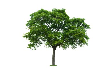 Beyaz arka plan üzerinde izole büyük ağaç.