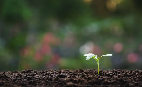 自然を背景に土壌中で成長する緑の若い植物 — ストック写真