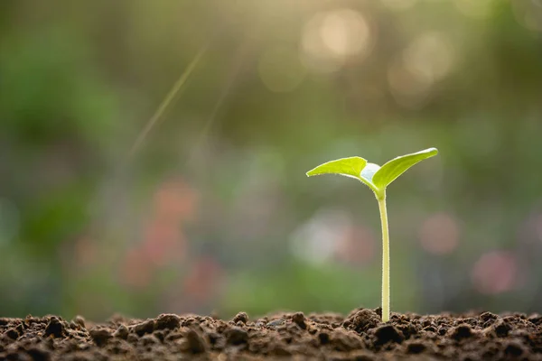 Groene jonge plant groeit in de bodem op de achtergrond van de natuur — Stockfoto