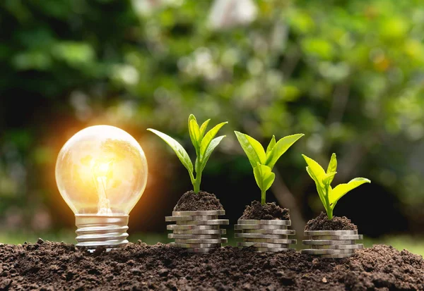 Energy saving light bulb and tree growing on stacks of coins on nature background. Saving, accounting and financial concept. — Stock Photo, Image