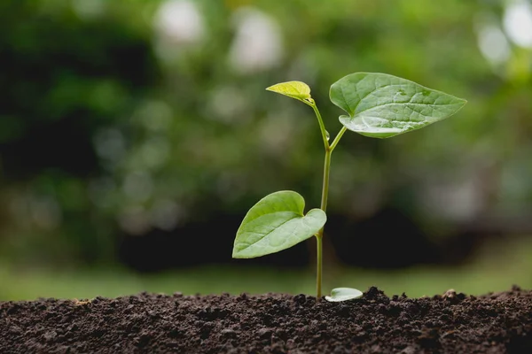 Groene jonge plant groeit in de bodem op de achtergrond van de natuur — Stockfoto