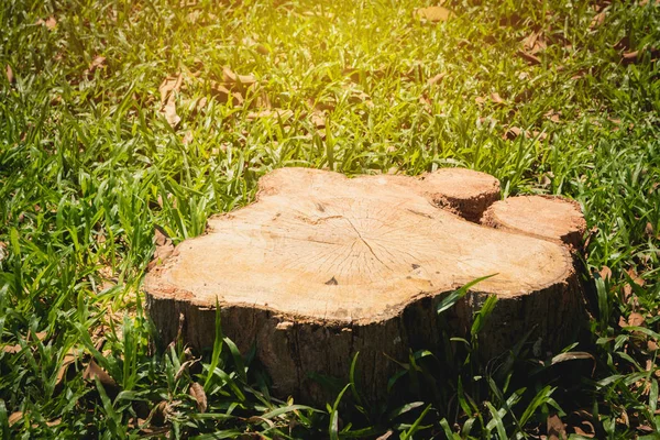 Velho tronco de árvore no campo de grama verde, jardim. O toco é cercado por campo de grama verde . — Fotografia de Stock
