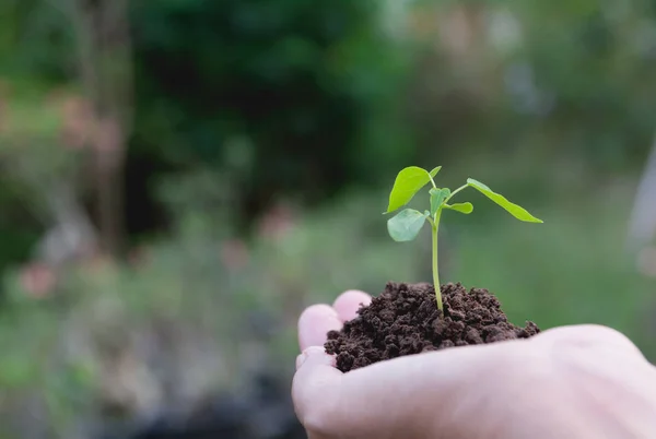 Menschenhände, die grüne kleine Pflanzen halten. ökologisches Konzept. — Stockfoto