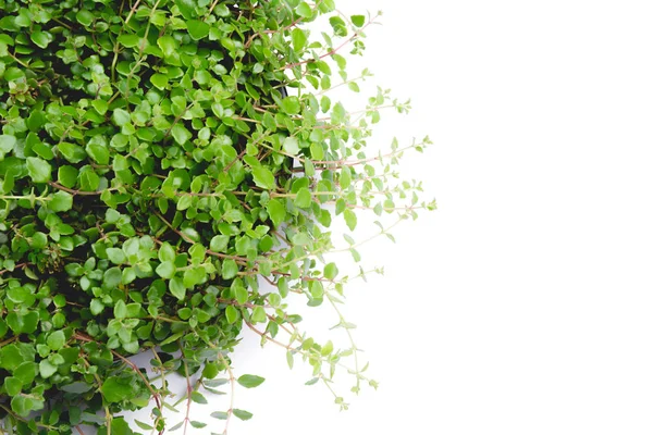 Green potted plant, trees in the cement pot isolated on white background. — Stock Photo, Image