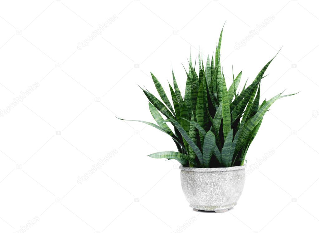 Green potted plant, trees in the cement pot isolated on white background.