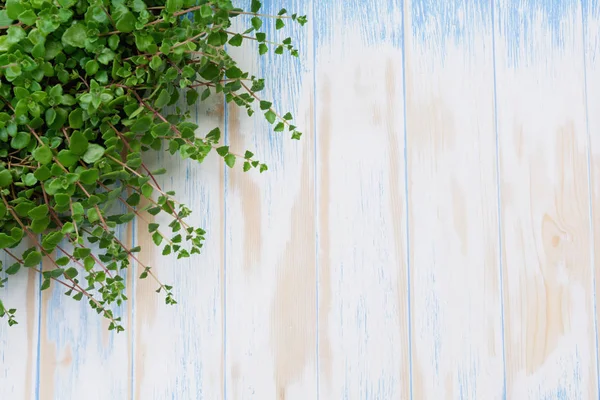 Yeşil ahşap masa arka plan üzerinde tencerede bitki saksı ve kopya alanı için metin ekleme. — Stok fotoğraf