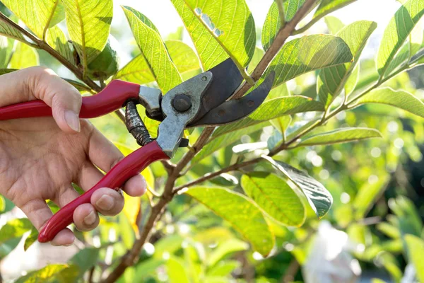 Jardineiro poda árvores com tesouras de poda no fundo da natureza. — Fotografia de Stock