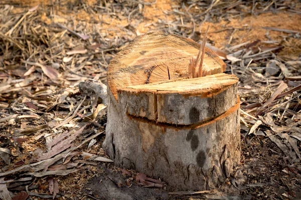 풀 위에서 죽은 나무 그루터기. 공원에서 나무를 베어 버린 오래 된 죽은 나무 그루터기. — 스톡 사진