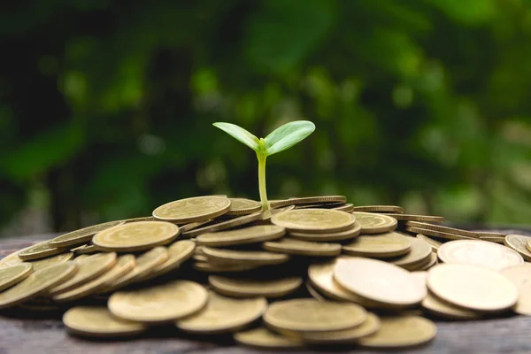 Saving money with stack of coin and green plant for business and accounting concept on nature background.