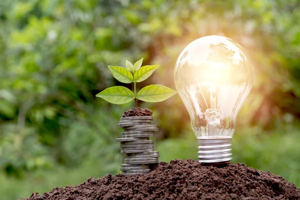 Energy saving light bulb and tree growing on stacks of coins on nature background. Saving, accounting and financial concept. — Stock Photo, Image