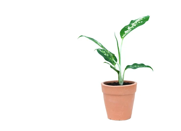 Planta verde en maceta, árboles en la maceta de cemento aislados sobre fondo blanco . — Foto de Stock