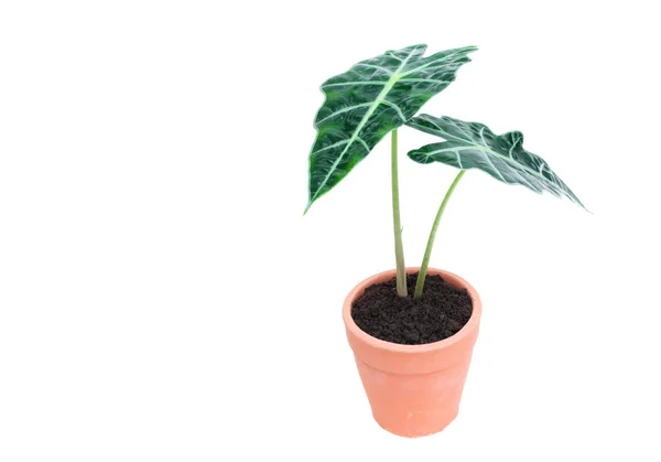 Planta verde en maceta, árboles en la maceta de cemento aislados sobre fondo blanco . — Foto de Stock