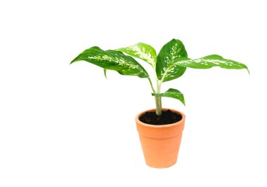 Yeşil bitki, ağaç beyaz arka plan üzerinde izole çimento tencerede saksı.