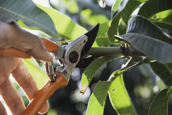 Hand van snoeibomen met snoeischaar. — Stockfoto