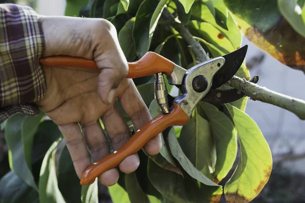 Mão de poda de jardineiro árvores com tesouras de poda . — Fotografia de Stock