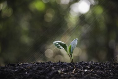 Fide ve toprak ve kopya alanı için büyüyen bitki tex Ekle