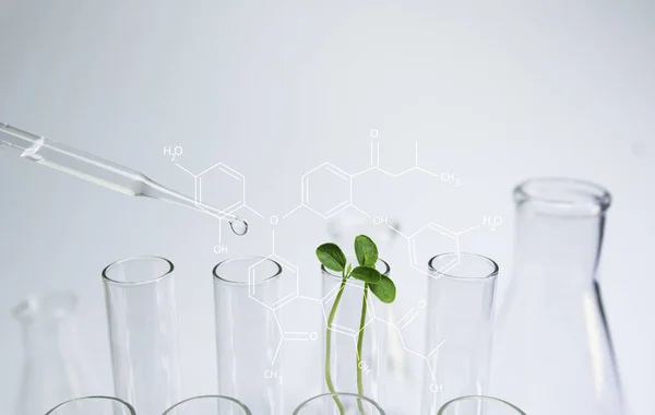 Исследователь со стеклянными лабораторными химическими пробирками с жидкостью — стоковое фото