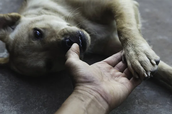 Pies Ściskający Dłoń Człowiekiem Przyjaźń Między Człowiekiem Psem Psia Łapa — Zdjęcie stockowe
