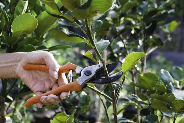 Tuinman Snoeibomen Met Snoeischaar Natuurondergrond — Stockfoto