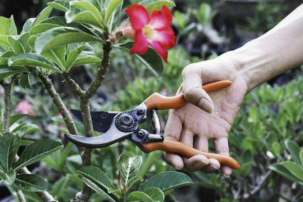 Tuinman Snoeibomen Met Snoeischaar Natuurondergrond — Stockfoto