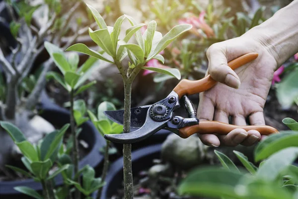 Jardinero Podando Árboles Con Tijeras Podar Fondo Naturaleza — Foto de Stock