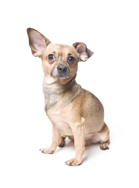 구부러진 귀 웃 긴 강아지 스톡 사진