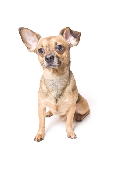 Divertido perro con una oreja doblada —  Fotos de Stock