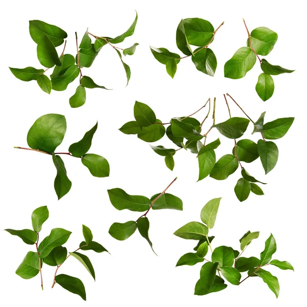 Collection of green leaves — Stock Photo, Image