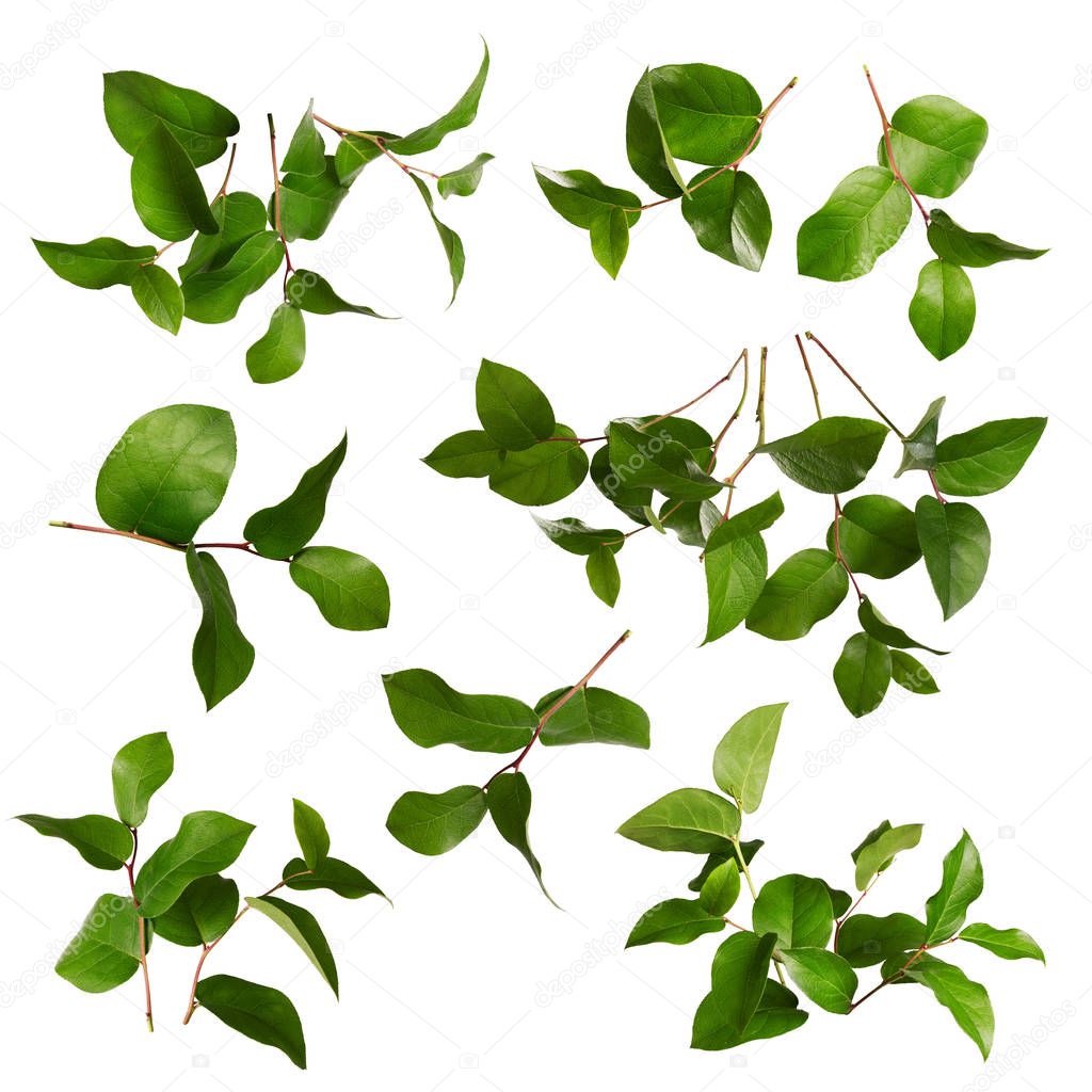 Collection of green leaves 