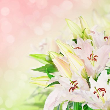 White lily flowers  clipart