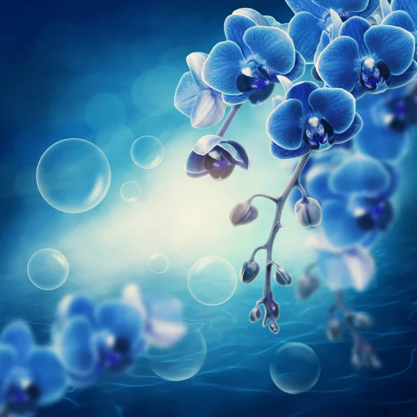 Blue orchid flowers — Stock Photo, Image