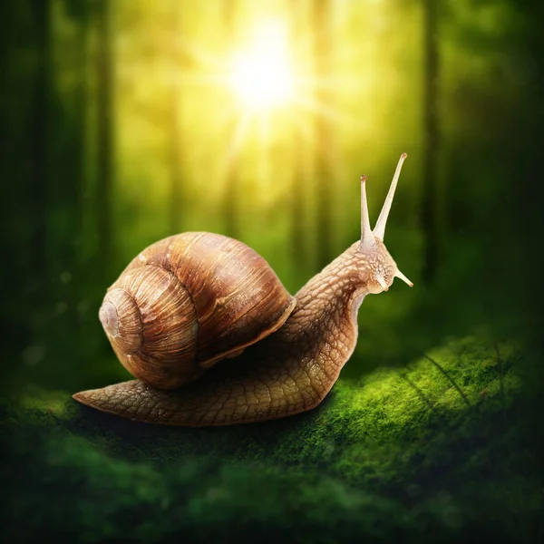 Snail in a forest — Stock Photo, Image