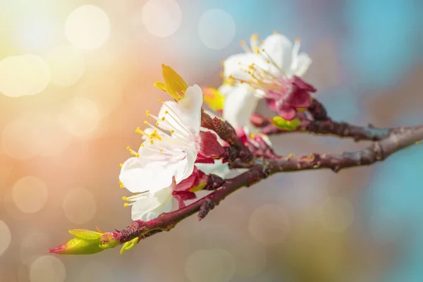 Flores de pera en primavera — Foto de Stock