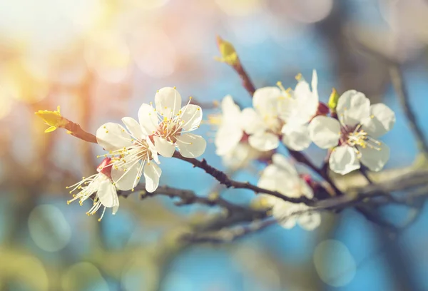 Päronblommor på våren — Stockfoto