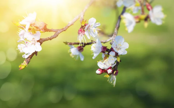 Pæreblomster om våren – stockfoto