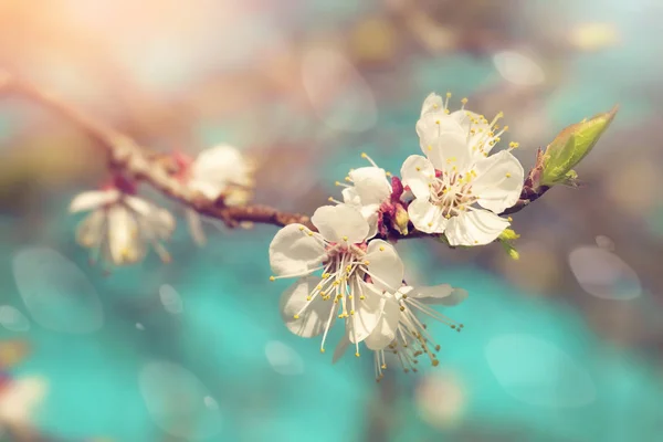 Päronblommor på våren — Stockfoto